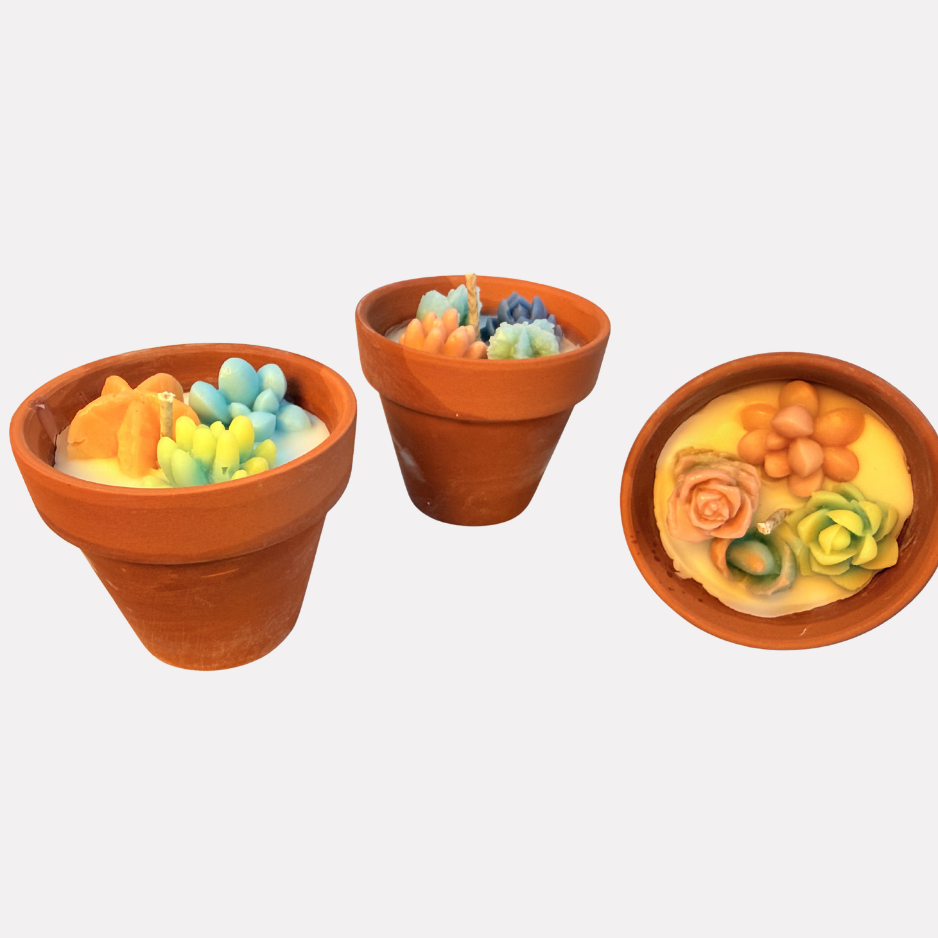 The Succulent Garden